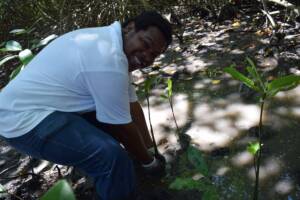 Reforestación de manglares